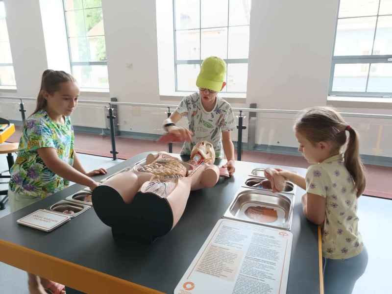 zdjęcie dzieci dopasowujących organy w modelu człowieka