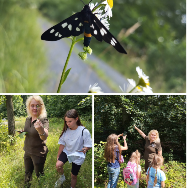 kolaż zdjęć motyla na kwiatach oraz pani z nadleśnictwa pokazującej dzieciom drzewa i rośliny